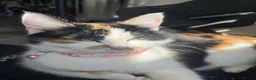 Domestic Shorthair cats for sale: 3 beautiful kittens.  in Walsall - Advert 1