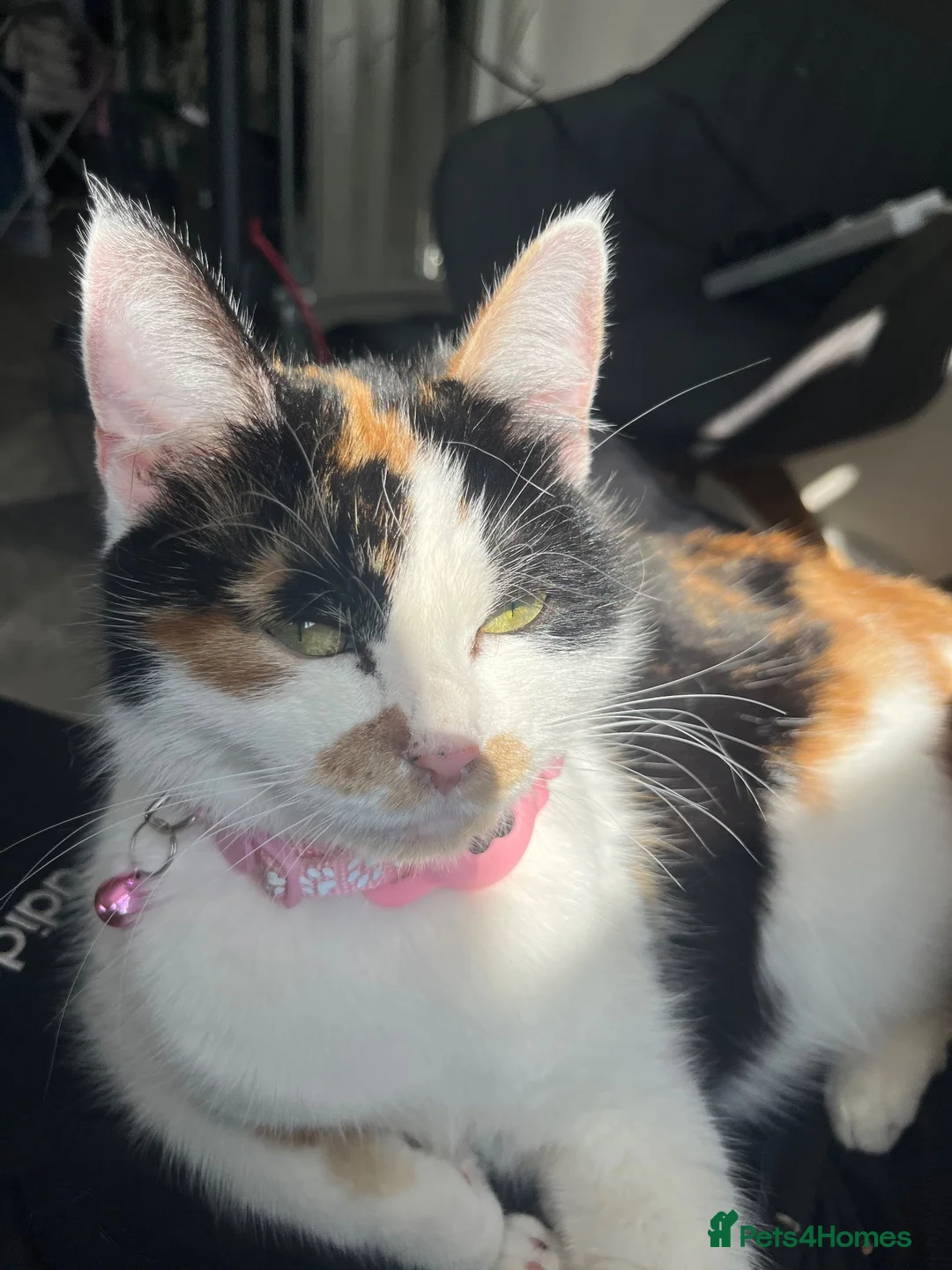 Domestic Shorthair cats for sale: 3 beautiful kittens.  in Walsall - Advert 1