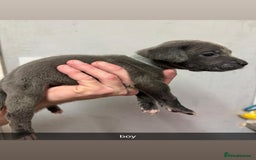 Cane Corso dogs for sale: 12 beautiful Blue cane corso pups - Image 8