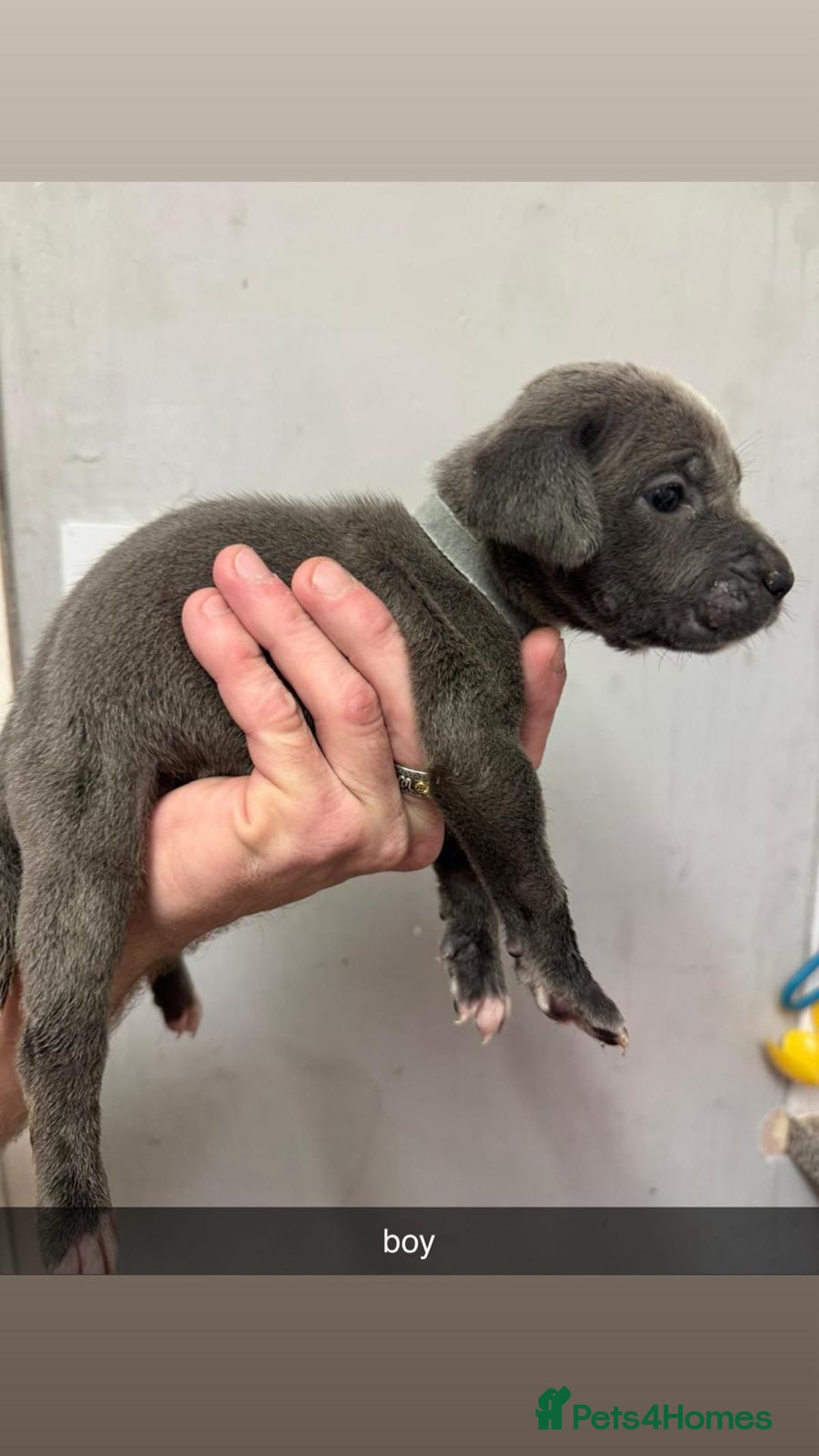 Cane Corso dogs for sale: 12 beautiful Blue cane corso pups - Image 8