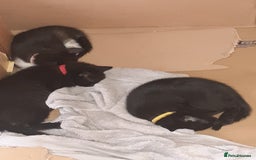 British Shorthair cats for sale: Female tabby, 2xmales both black - Image 2