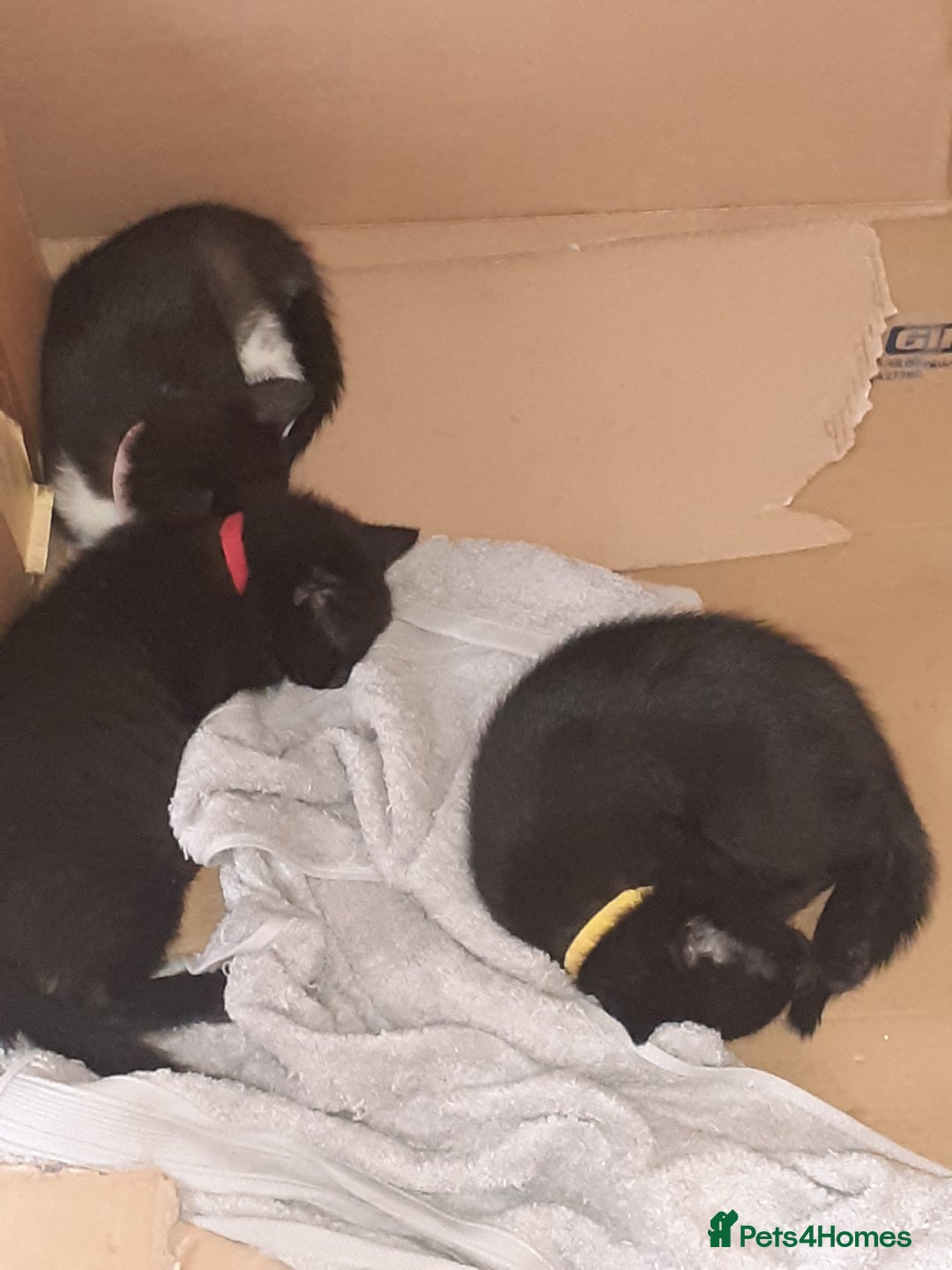 British Shorthair cats for sale: Female tabby, 2xmales both black - Image 2