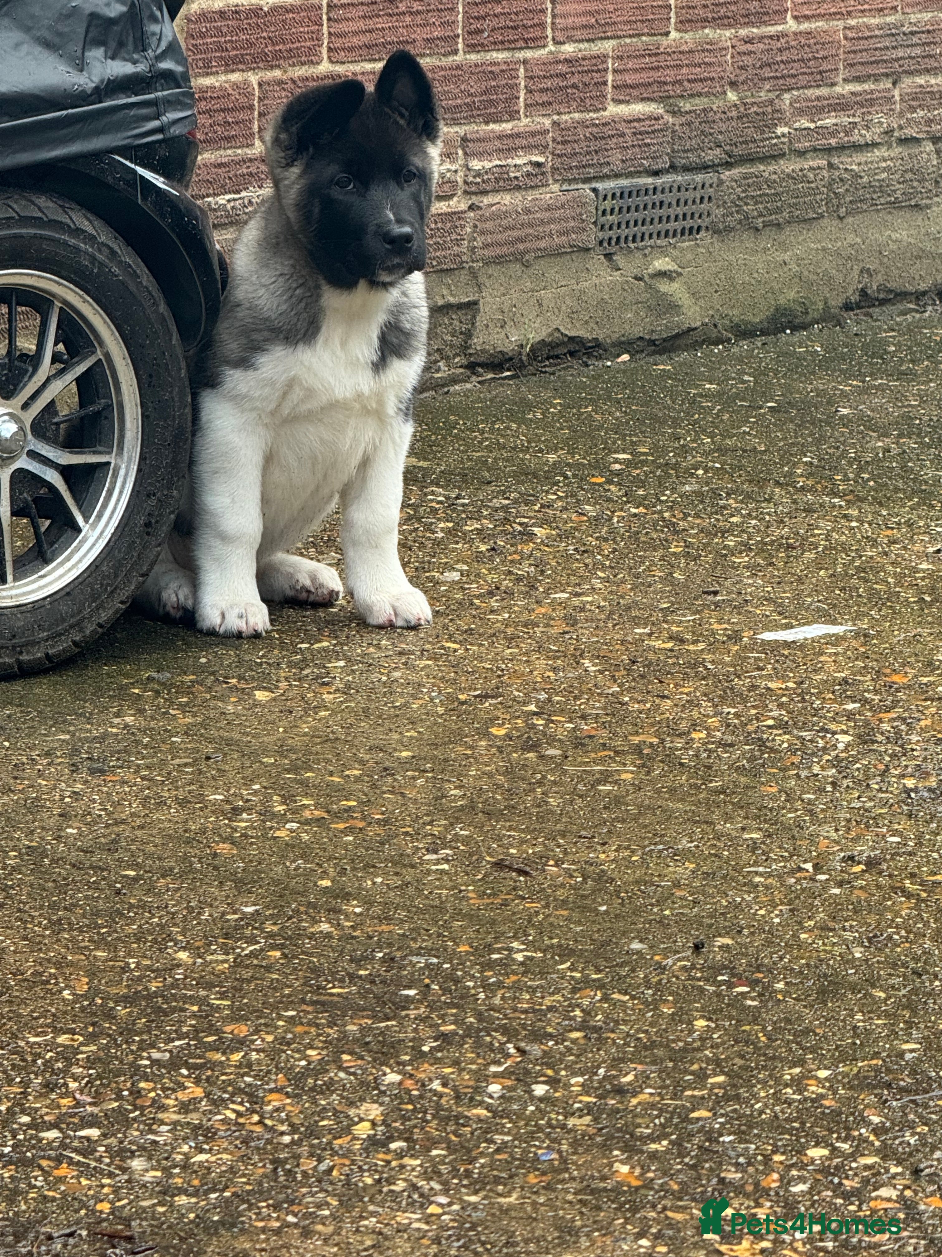 Akita dogs ONLY 1 FEMALE LEFT American Akita Puppies - Advert 7
