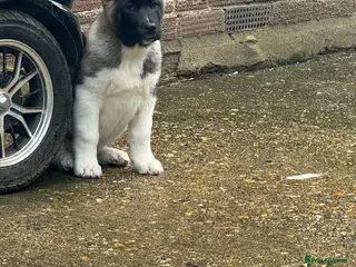 Akita dogs ONLY 1 FEMALE LEFT American Akita Puppies - Advert 7
