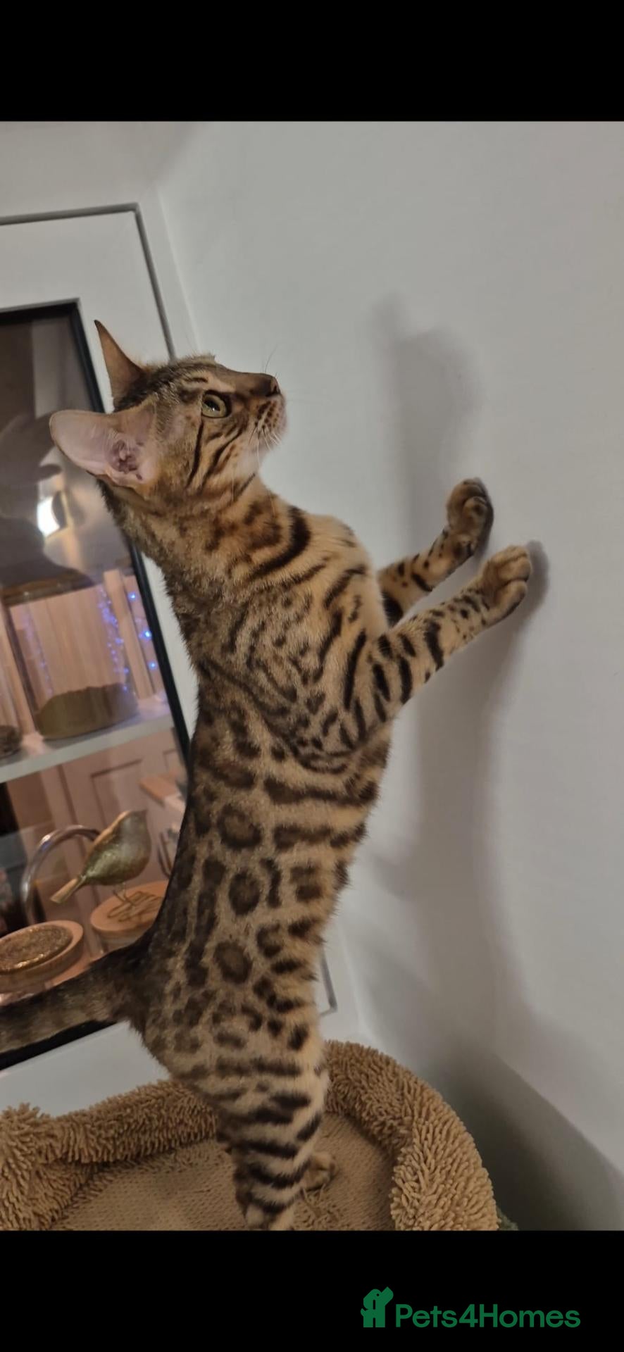Bengal cats  female pure bengal  - Advert 6