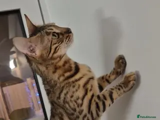 Bengal cats female pure bengal - Advert 1