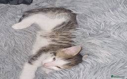European cats for sale: Kitten ready to a new home - Image 3