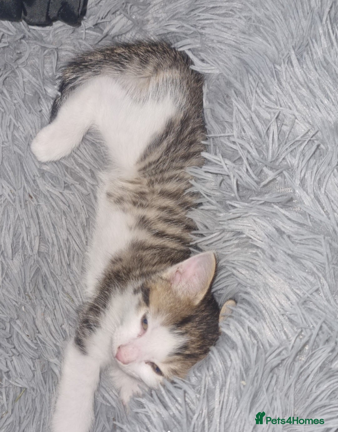 European cats for sale: Kitten ready to a new home - Image 3