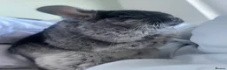 Chinchilla rodents for sale: Black Velvet 5yo Chinchilla Boy for sale  - Advert 2