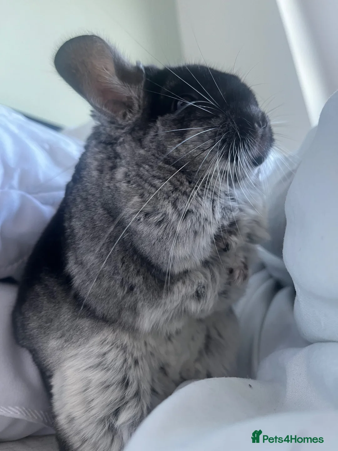 Chinchilla rodents for sale: Black Velvet 5yo Chinchilla Boy for sale  - Advert 2