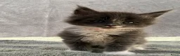 Maine Coon cats for sale: TICA Registered Maine Coon Kittens - Advert 11