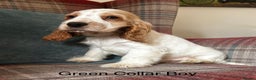 Cocker Spaniel dogs for sale: KC Registered, show type, cocker spaniel puppies - Advert 1