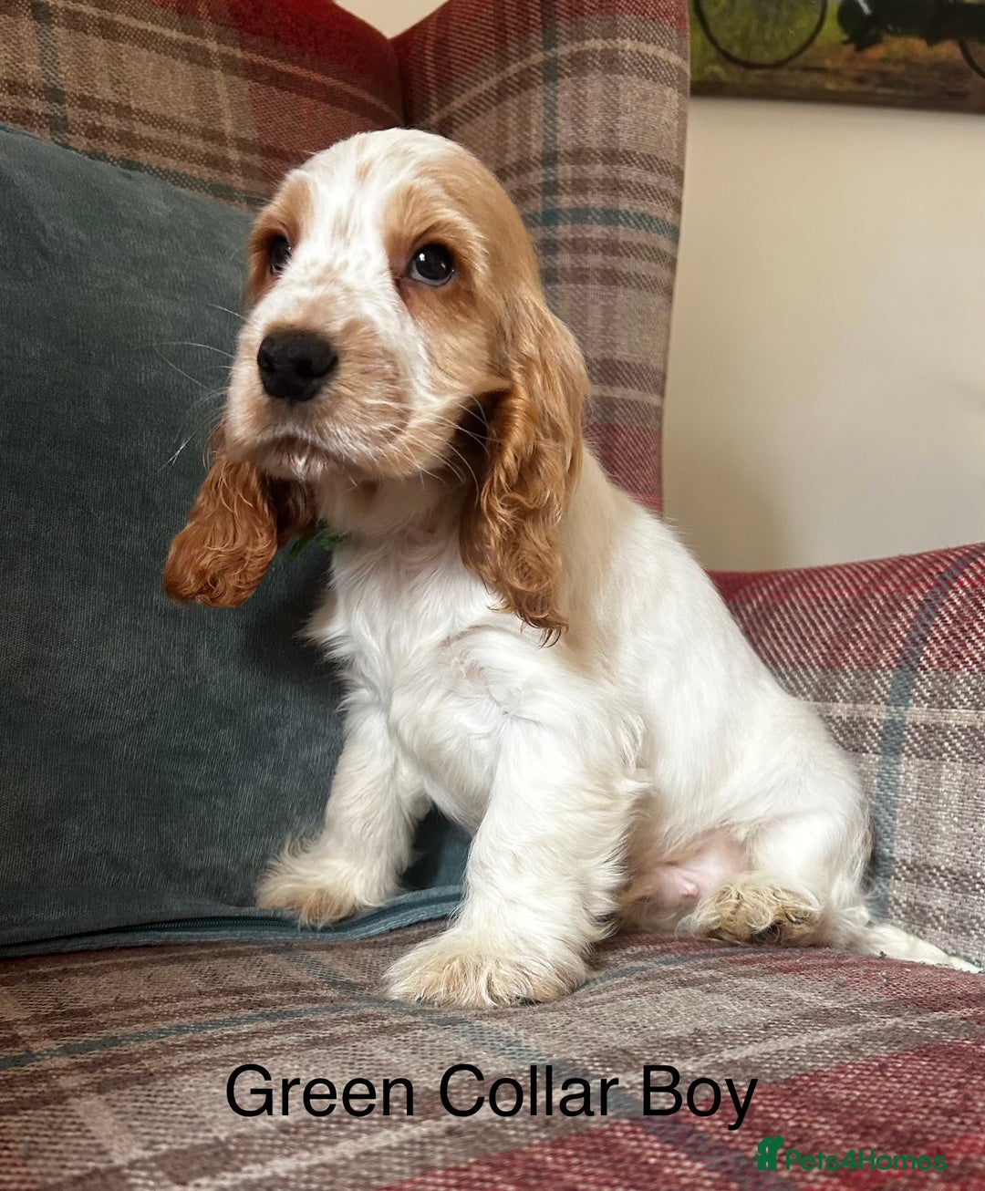 Cocker Spaniel dogs for sale: KC Registered, show type, cocker spaniel puppies - Advert 1