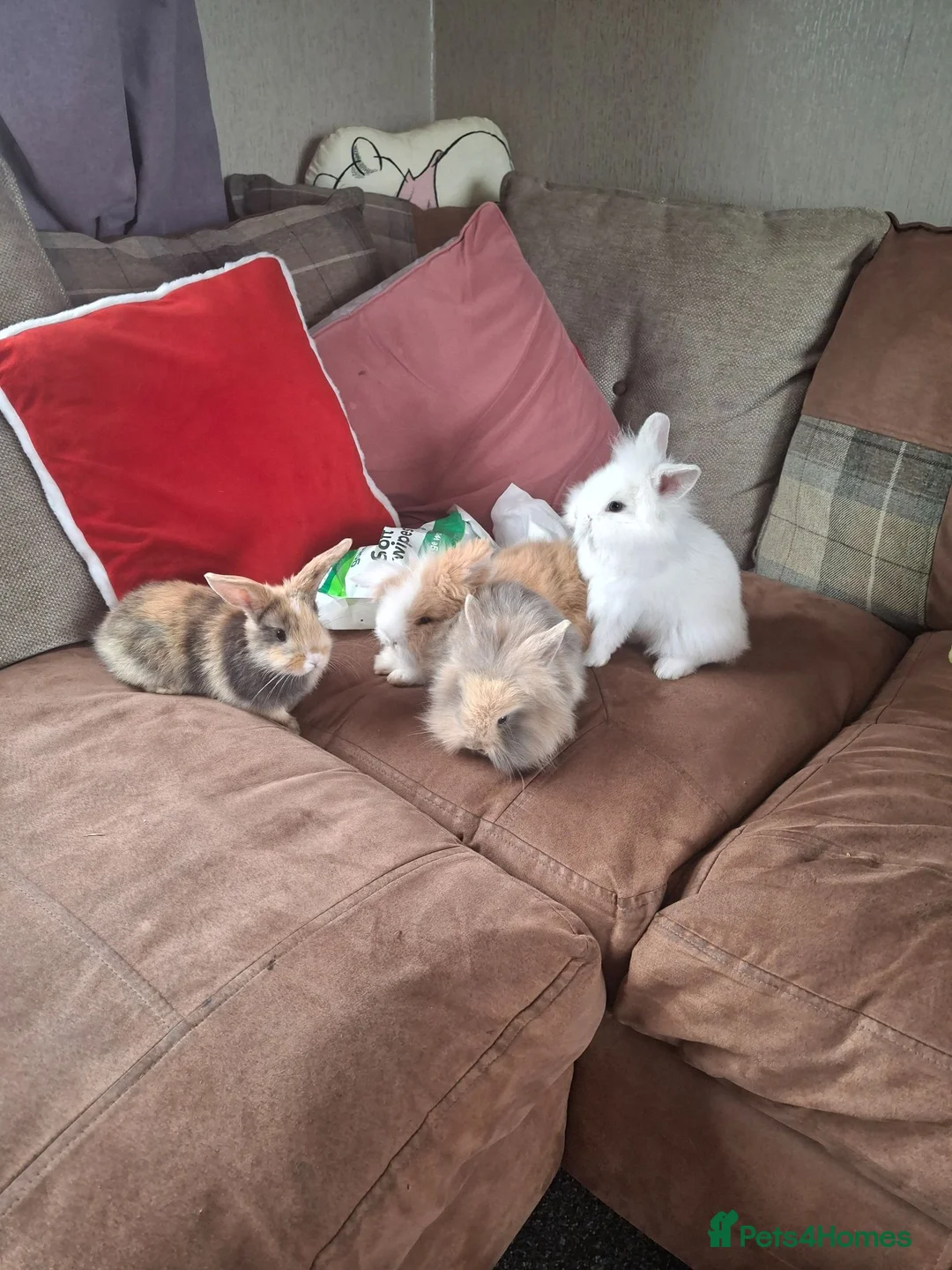 Mixed Breed rabbits for sale: Lionhead lops rabbits in Dudley - Advert 1