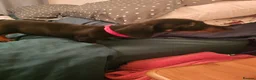 Dachshund dogs for sale: 5 beautiful puppies available - Advert 11
