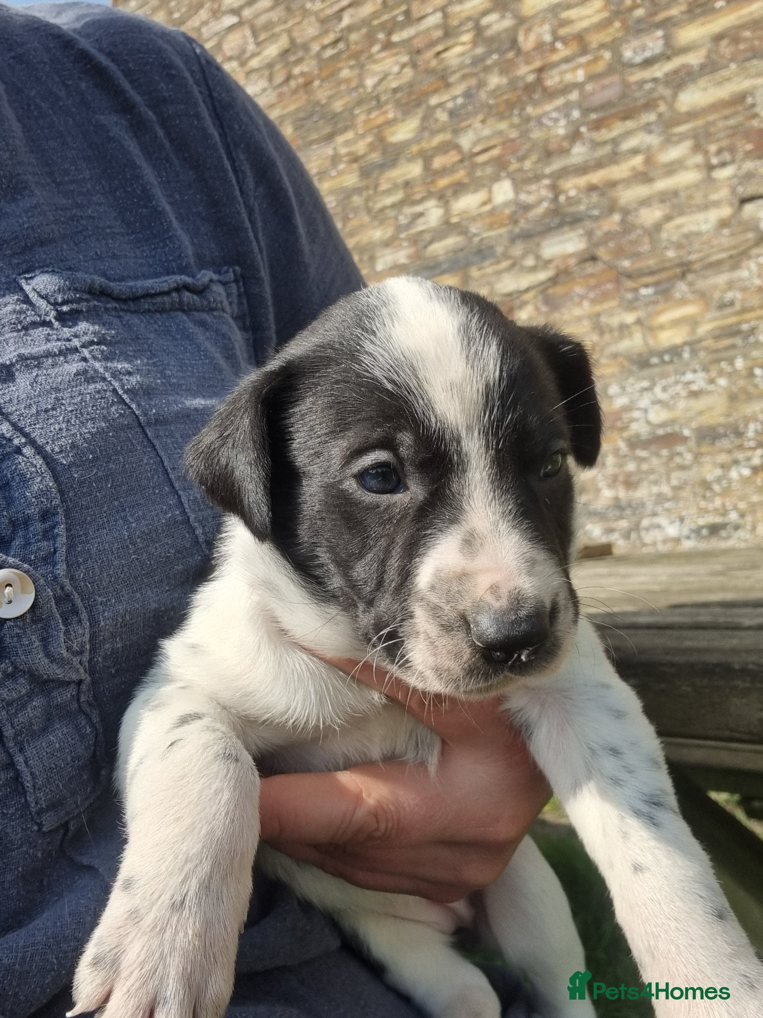 Mixed Breed dogs Dollies for sale  - Advert 3