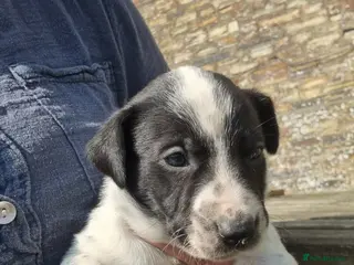 Mixed Breed dogs Dollies for sale - Advert 3