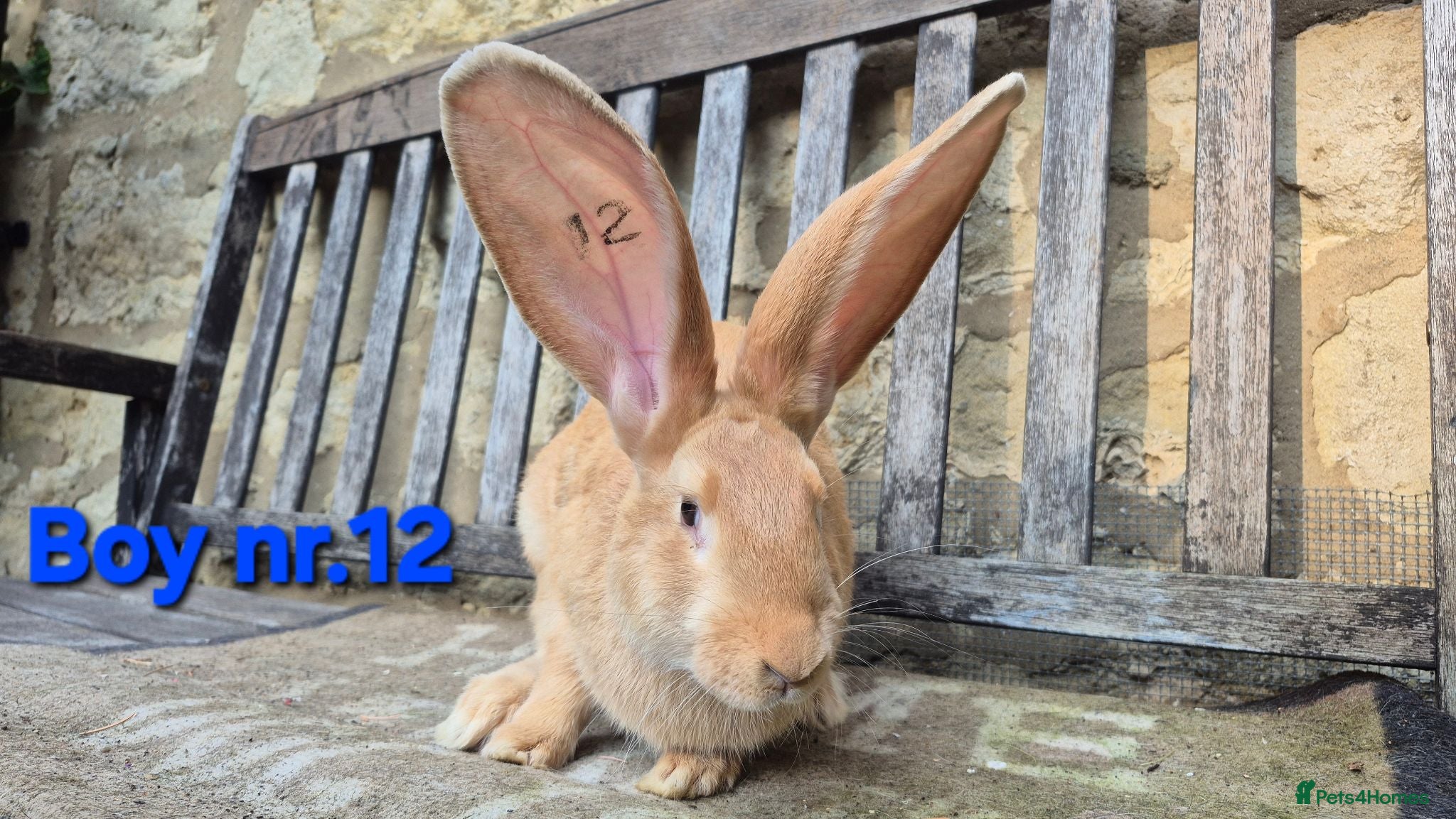 Continental Giant rabbits VACCINATED Pure Continental Giant  - Advert 1