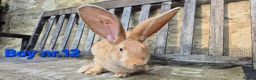 Continental Giant rabbits for sale: VACCINATED Pure Continental Giant  - Advert 5