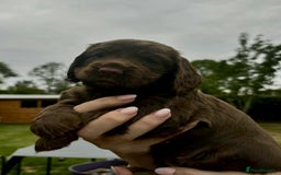 Cocker Spaniel dogs for sale: Cocker Spaniel Purebred Puppies Bitches available - Image 9