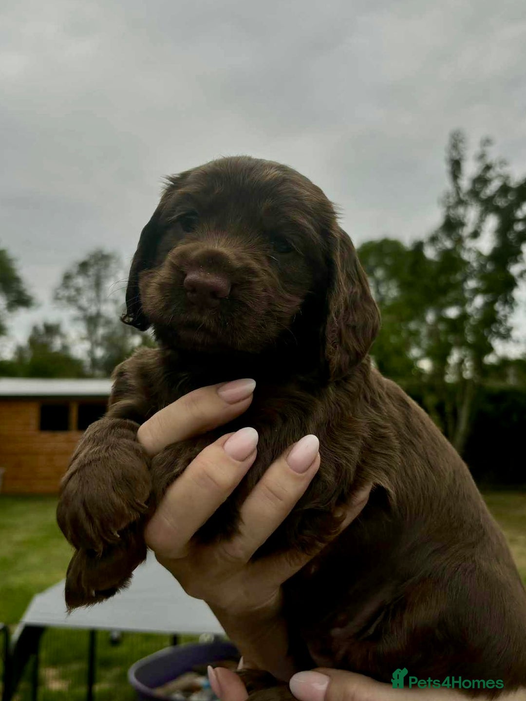 Cocker Spaniel dogs for sale: Cocker Spaniel Purebred Puppies Bitches available - Image 9