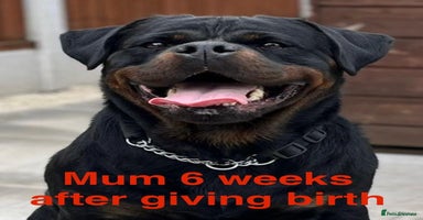 Rottweiler dogs - Advert 13