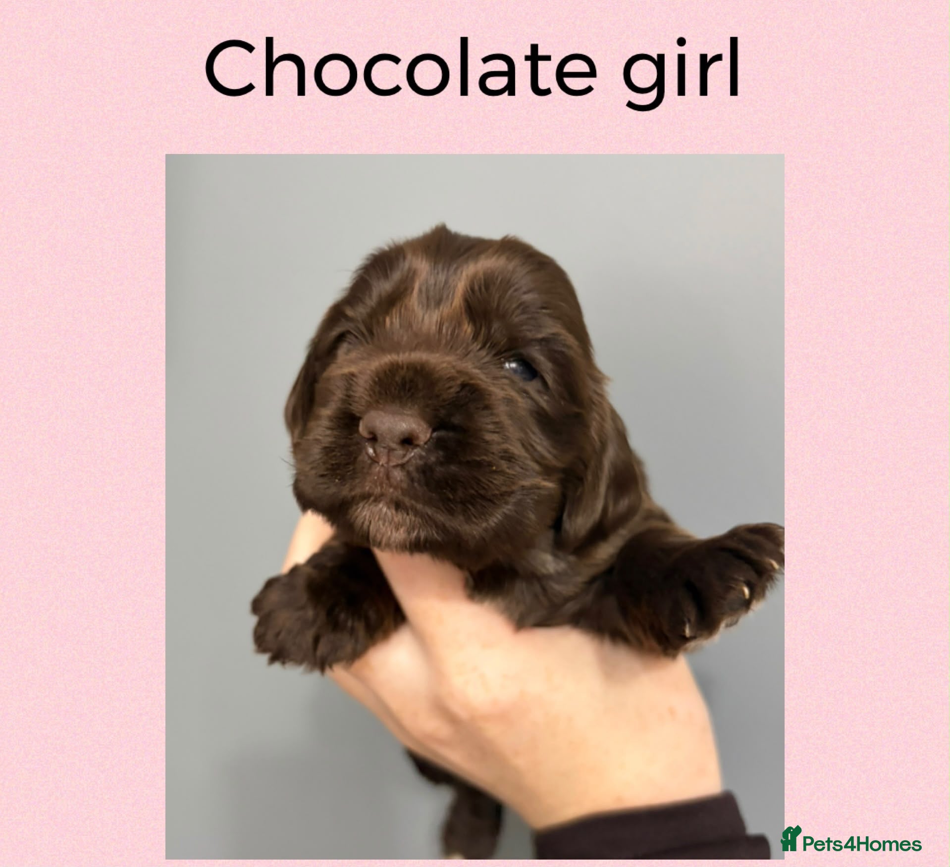 Cocker Spaniel dogs 5* SHOW COCKER SPANIEL PUPS, PARENTS HEALTH TESTED - Advert 17