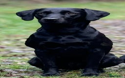 Labrador Retriever dogs for sale: KC Registered fully health tested working labrador - Image 6