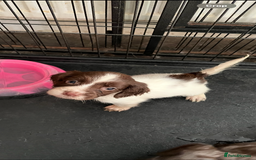 Sprocker dogs for sale: Sprockers  - Advert 7