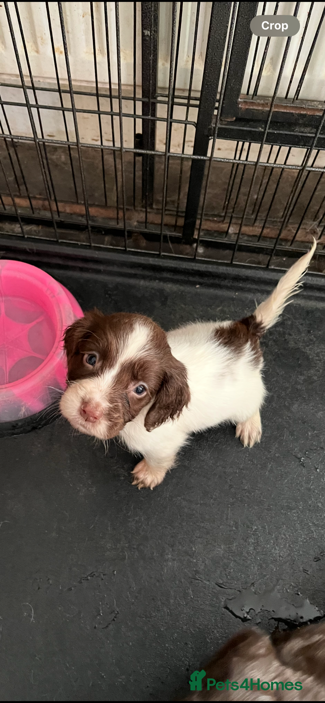 Sprocker dogs for sale: Sprockers  - Advert 7