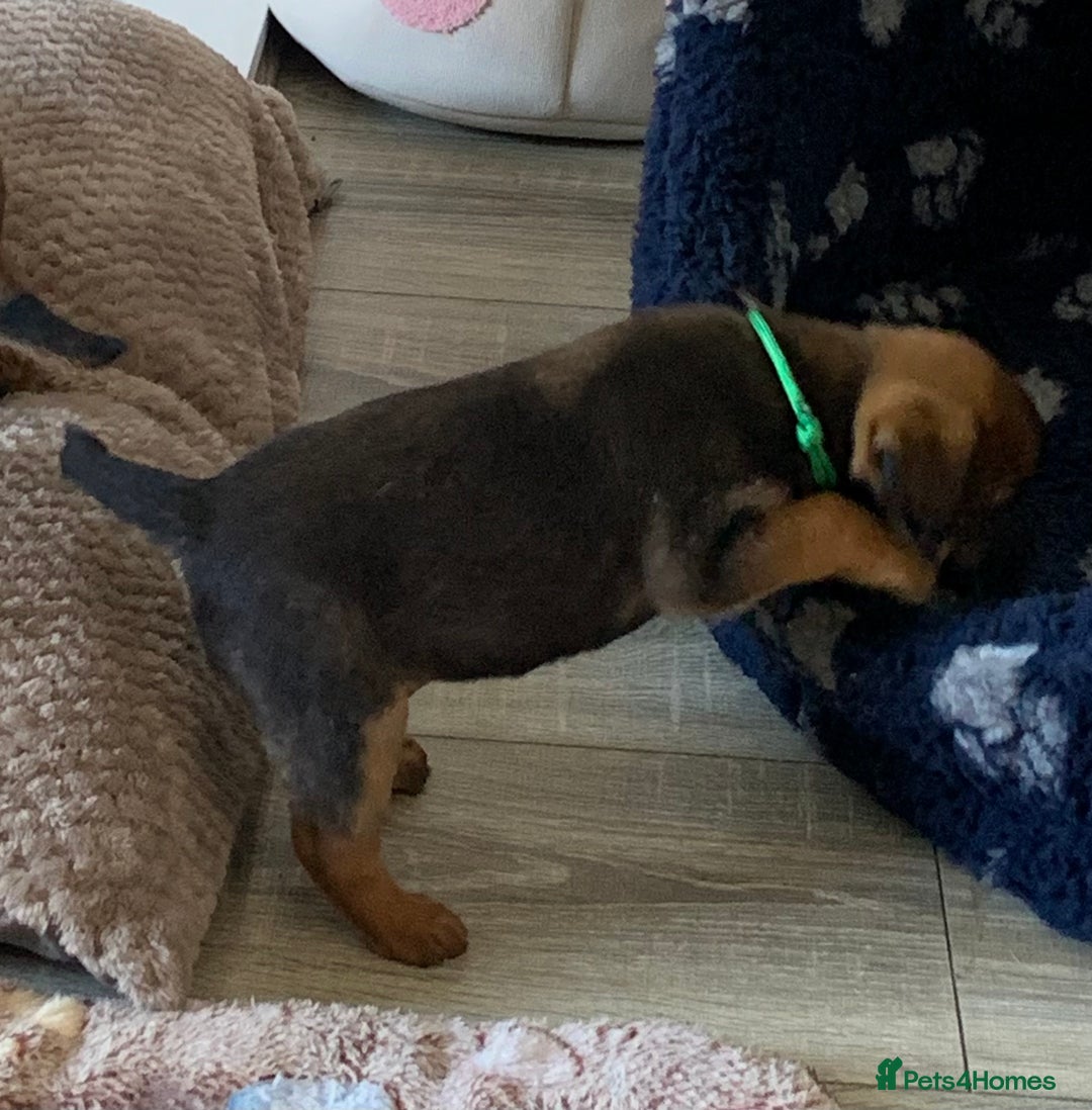 Border Terrier dogs for sale: Healthy Companions KC registered  - Advert 14