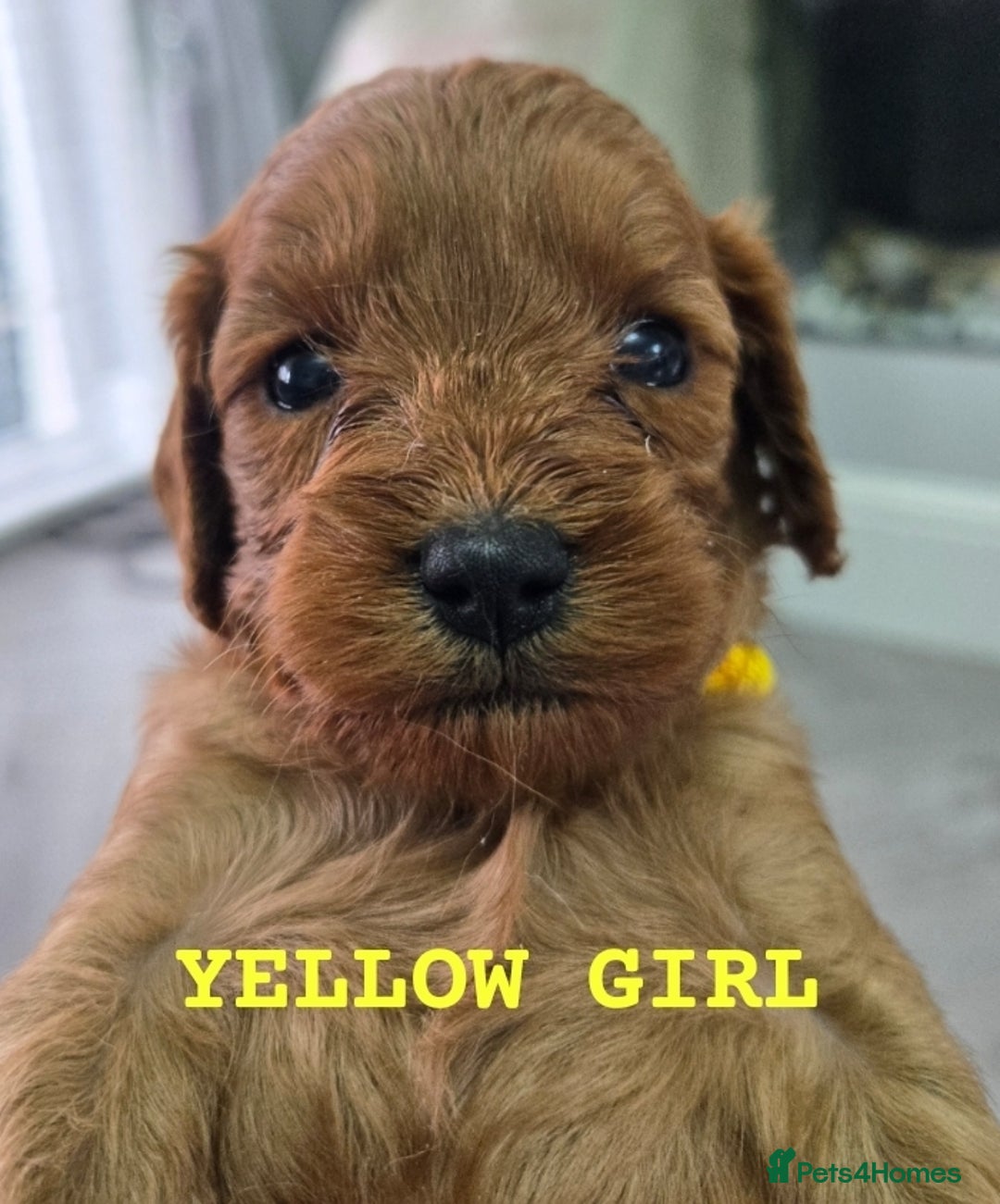 Cavapoo dogs for sale: cavapoo puppies - Image 4