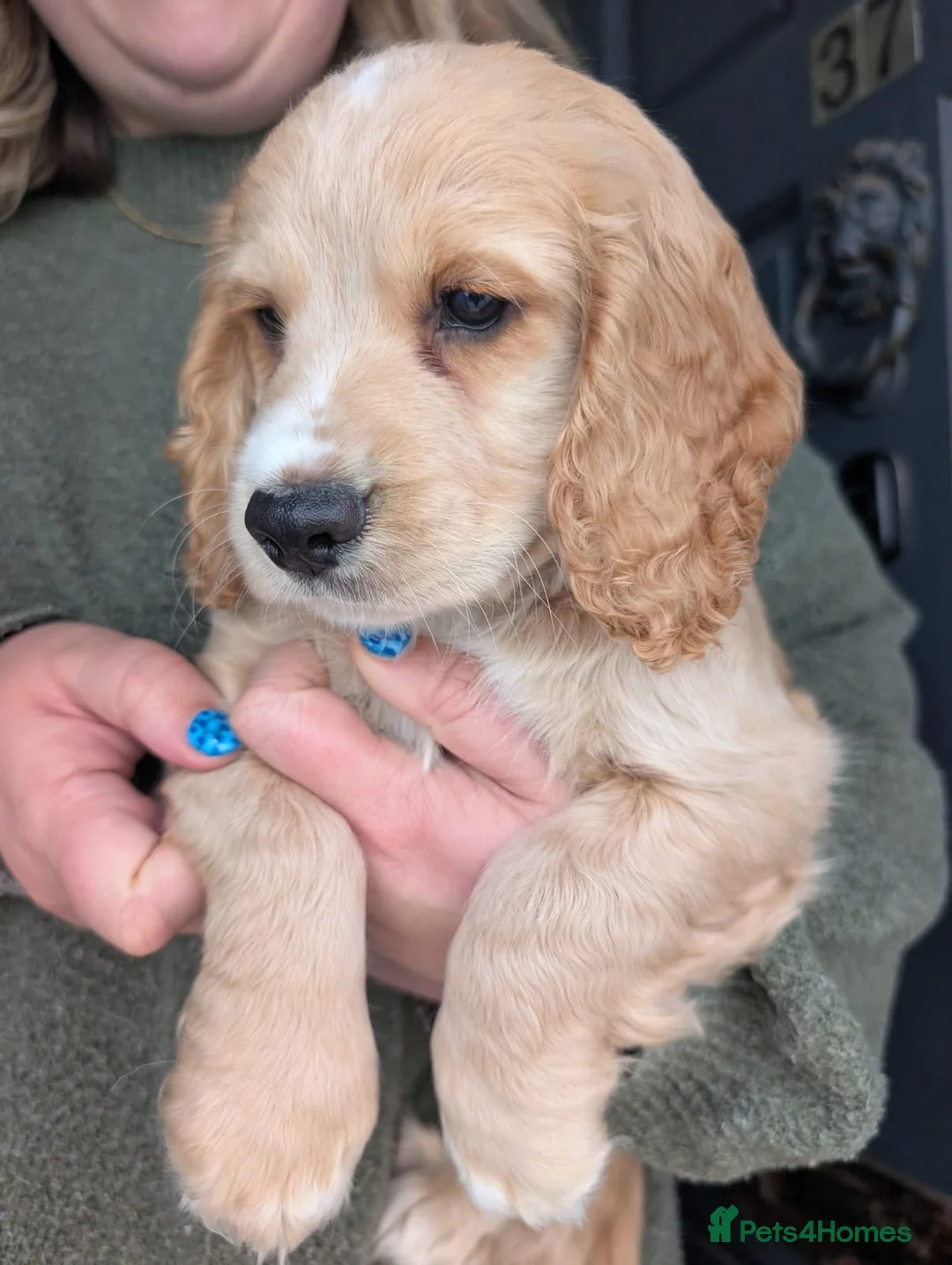 Sprocker dogs for sale: Gorgeous sprocker puppies - Advert 2