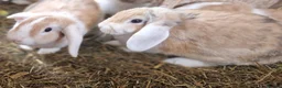 Dwarf Lop rabbits for sale: Friendly, lovely, laidback dwarf lop girls🐰🥰 - Advert 15