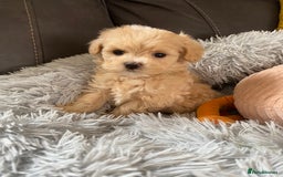 Maltipoo dogs for sale: Tiny Maltipoo Puppies - Image 4