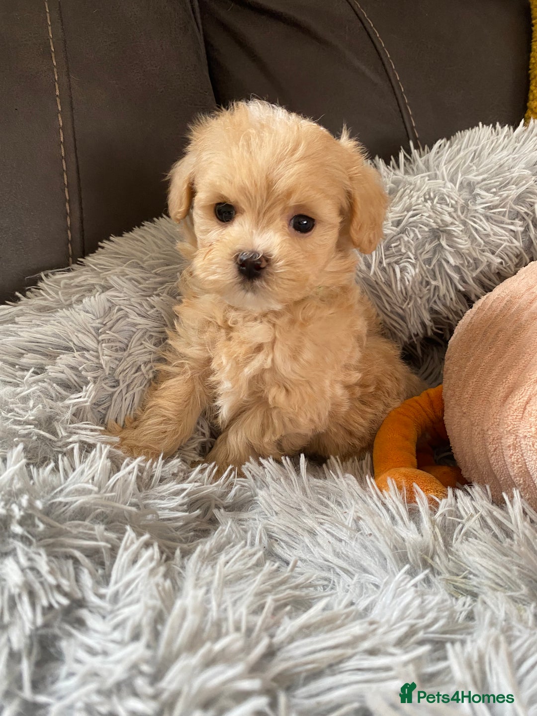 Maltipoo dogs for sale: Tiny Maltipoo Puppies - Image 4