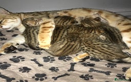 Savannah cats for sale: Beautiful full pedigree savannah kittens  - Image 26