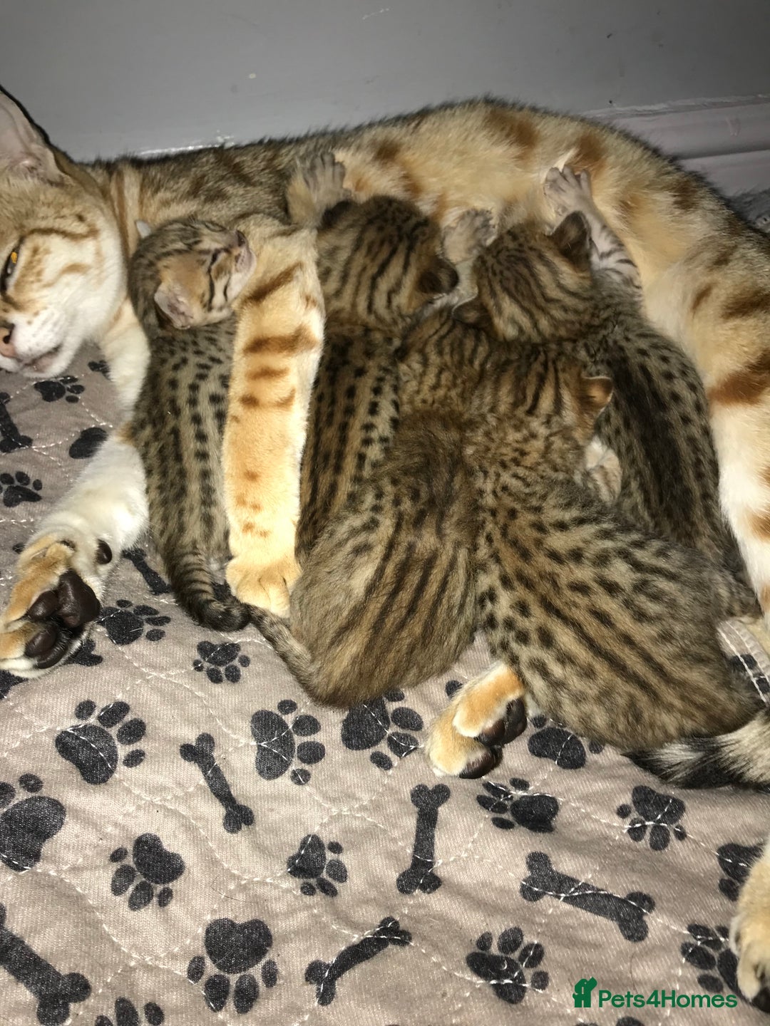 Savannah cats for sale: Beautiful full pedigree savannah kittens  - Image 26