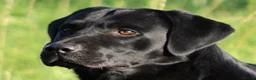 Labrador Retriever dogs for sale: 6 MONTH OLD FEMALE YELLOW LABRADOR - Advert 4
