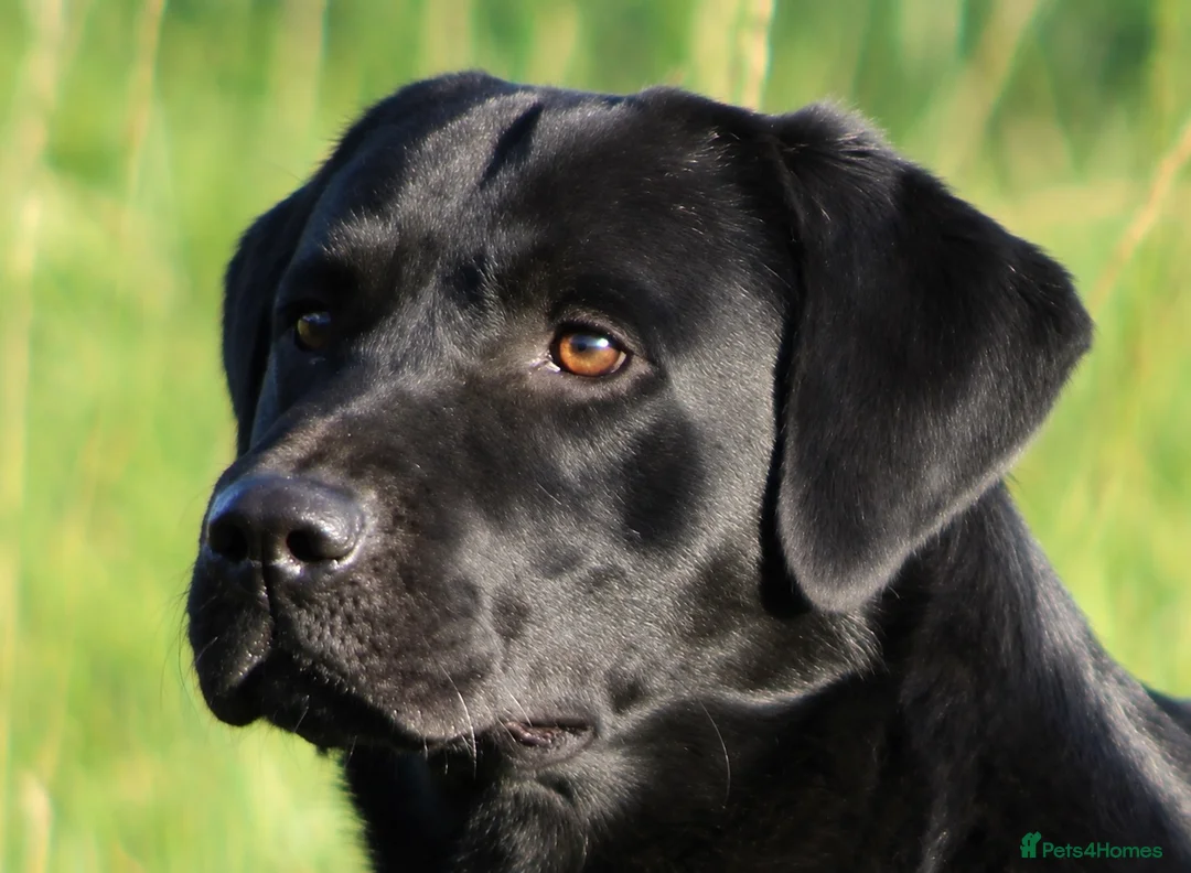 Labrador Retriever dogs for sale: 6 MONTH OLD FEMALE YELLOW LABRADOR - Advert 4