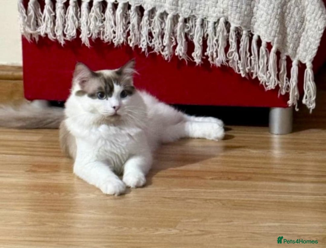Ragdoll cats for stud: ✨ Ragdoll Stud Available – 1.5 Years Old ✨ - Advert 2