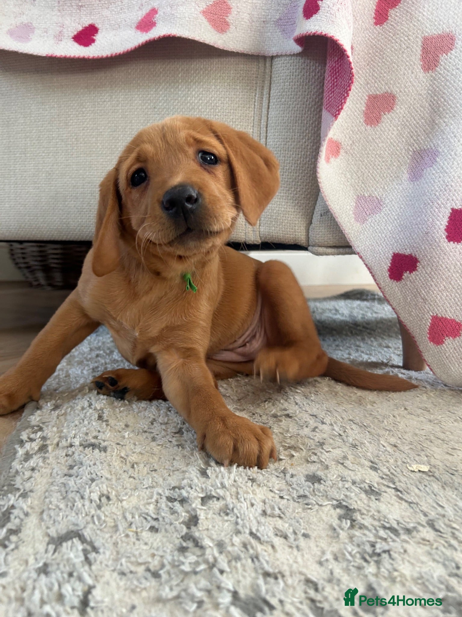 Labrador Retriever dogs READY NOW one gorgeous girl left!  - Advert 12
