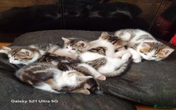 Mixed Breed cats for sale: 5 Cute Kittens For Sale!!! - Image 1
