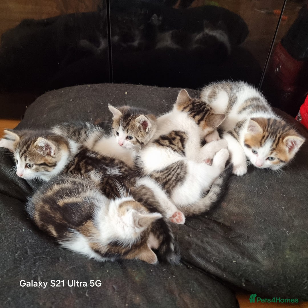 Mixed Breed cats for sale: 5 Cute Kittens For Sale!!! - Image 1