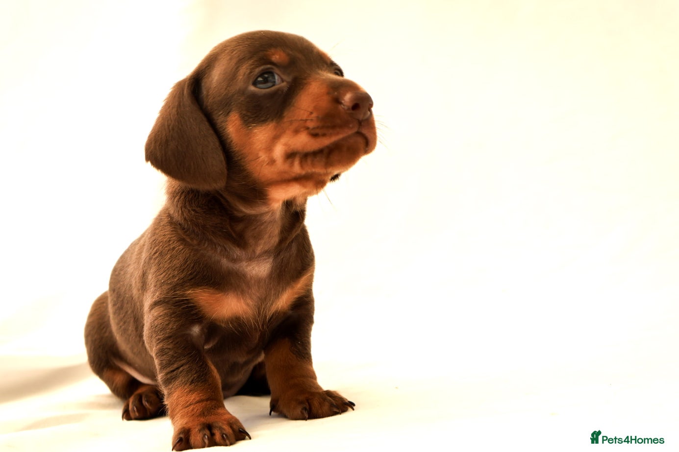 Miniature Dachshund dogs KC HEALTH TESTED MINIATURE DACHSHUNDS- LICENSED  - Advert 2