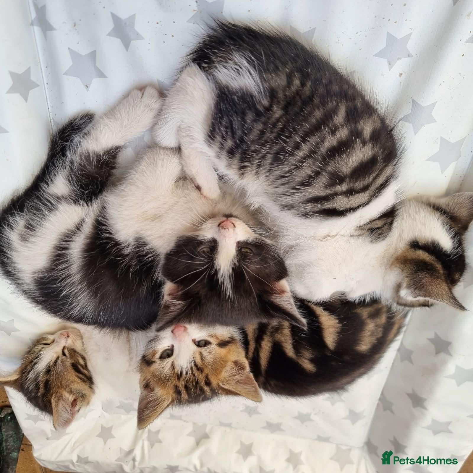 Mixed Breed cats 7 Beautiful Kittens For Sale!!!!!!! - Advert 3