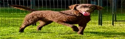 Curly Coated Retriever dogs for adoption: AFRO – Male Curly Coated Retriever - Advert 5