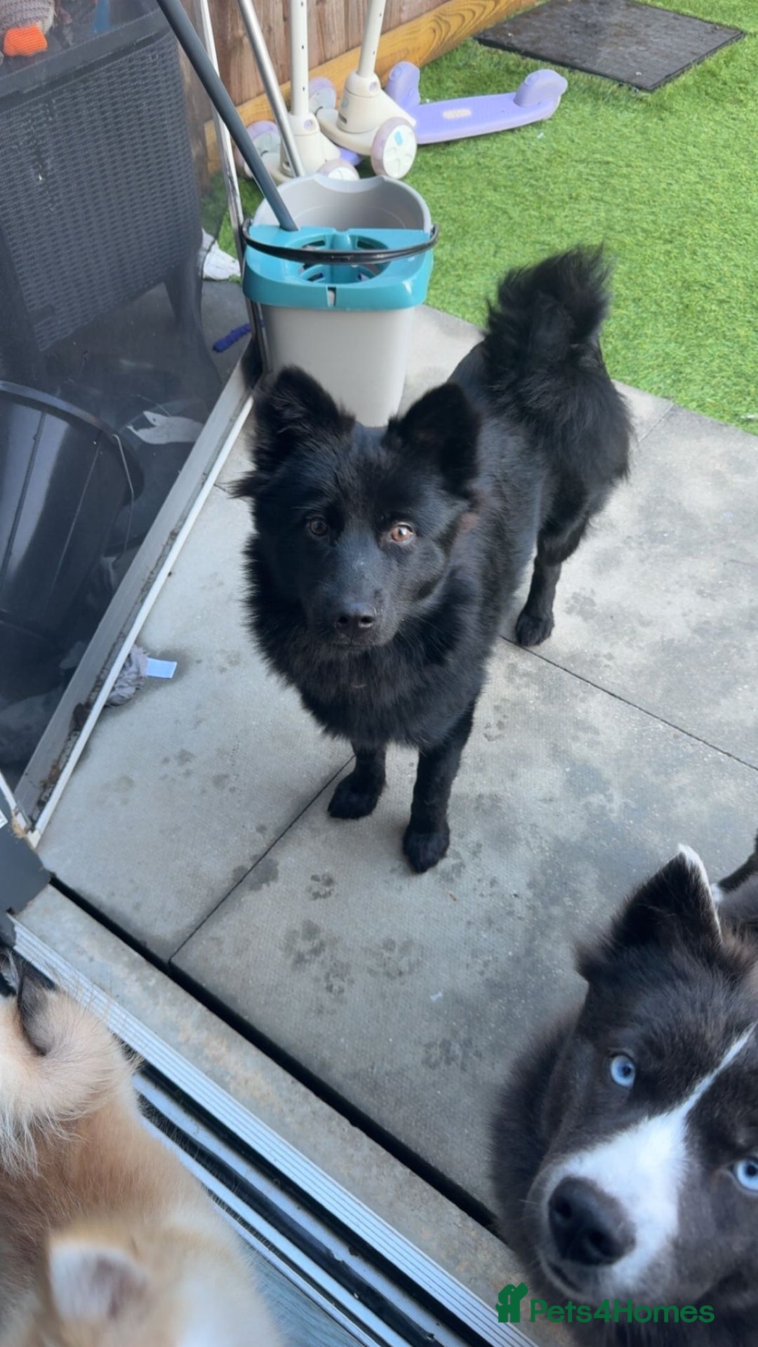 Pomsky dogs for sale: Pomsky For Sale. - Advert 1