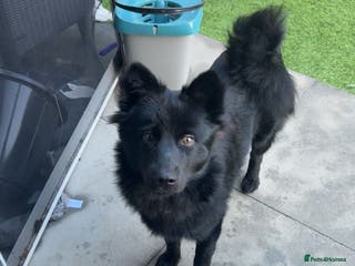 Pomsky dogs Pomsky For Sale. - Advert 2