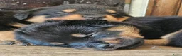 Rottweiler dogs for sale: Strong working line Rottweiler pups for sale in Dartford - Advert 31